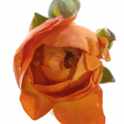 RANUNCULUS PAULINE ORANGE