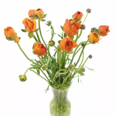 RANUNCULUS PAULINE ORANGE