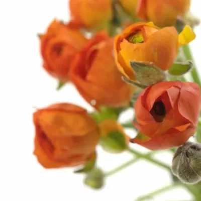 RANUNCULUS PAULINE ORANGE