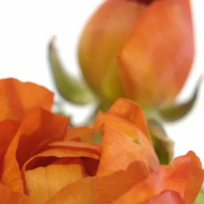 RANUNCULUS PAULINE ORANGE