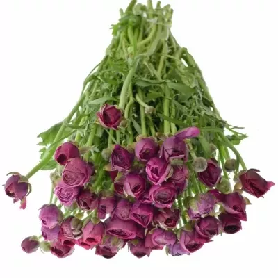RANUNCULUS PAULINE VIOLET 23g