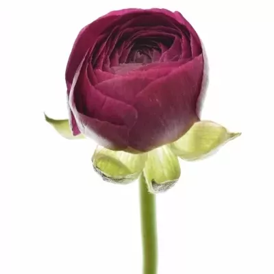 RANUNCULUS PAULINE VIOLET 23g