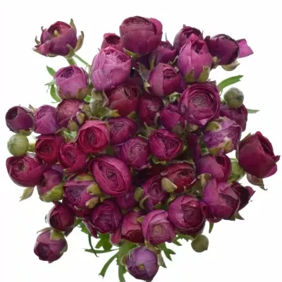RANUNCULUS PAULINE VIOLET 23g