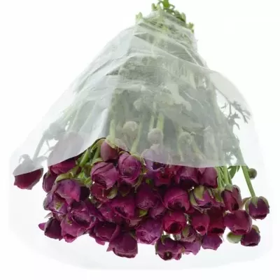 RANUNCULUS PAULINE VIOLET 23g