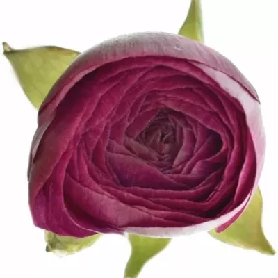 RANUNCULUS PAULINE VIOLET 23g