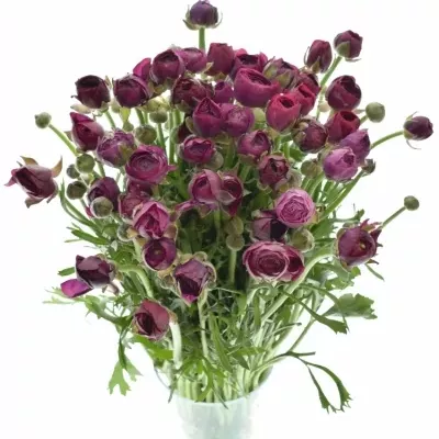 RANUNCULUS PAULINE VIOLET 23g