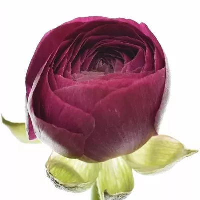 Pryskyřník asijský PAULINE VIOLET 36cm/23g