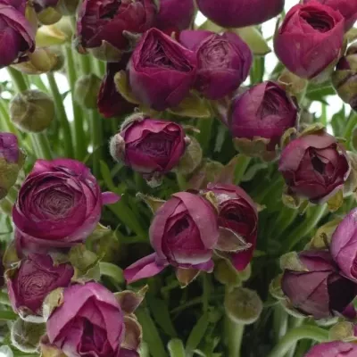 RANUNCULUS PAULINE VIOLET 23g