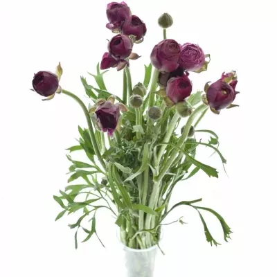 RANUNCULUS PAULINE VIOLET 23g