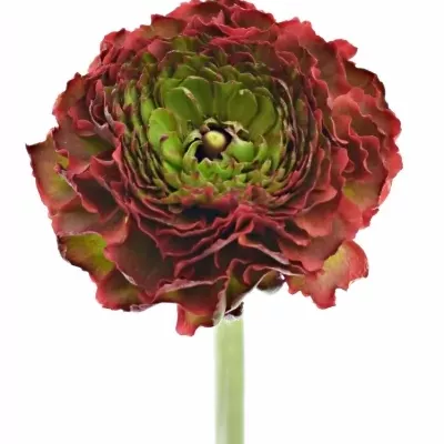 Pryskyřník asijský PON PON DRACO 45cm/45g