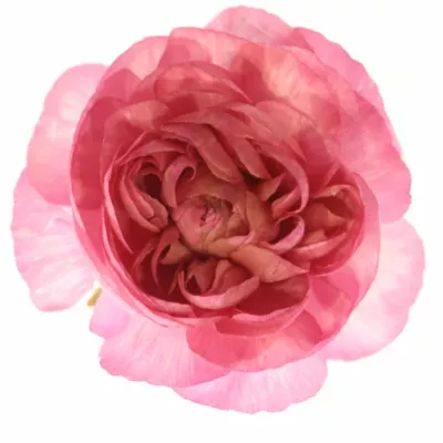 RANUNCULUS RANOBELLE INRA DONKERROZE