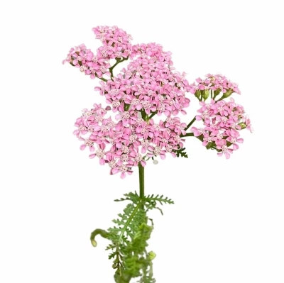 Řebříček MILLEFOLIUM ANITA DARK 55cm
