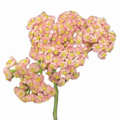 Řebříček MILLEFOLIUM BRAVE CORAL 50cm