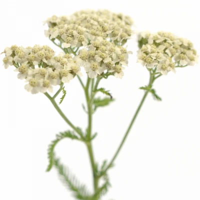 Řebříček MILLEFOLIUM BRAVE MARBLE 50 cm