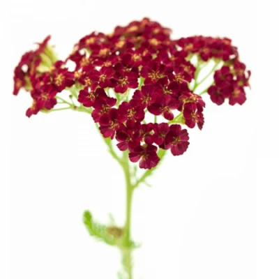 Řebříček MILLEFOLIUM DISCODIP RED 60cm