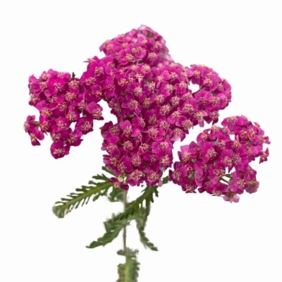 Řebříček MILLEFOLIUM LILAC DREAM 55 cm