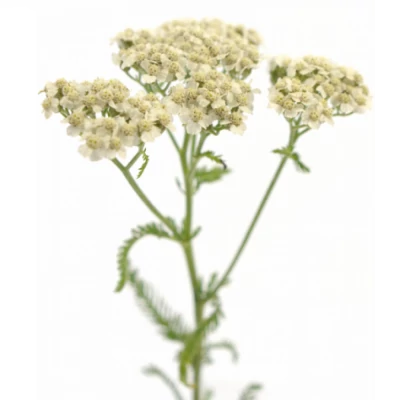 Řebříček MILLEFOLIUM MASTERCLASS WHITE 45cm