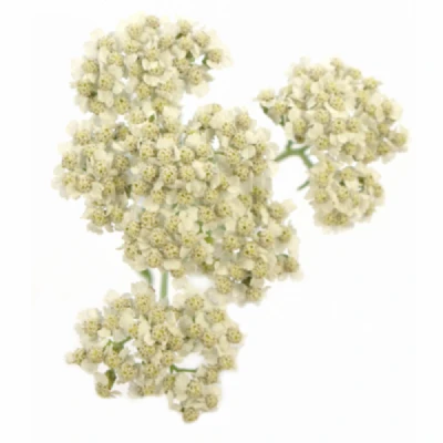 Řebříček PTARMICA THE PEARL