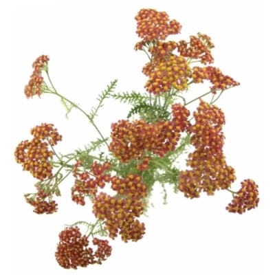 Řebříček SASSY SUMMER TAFFY