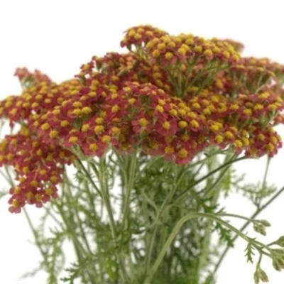 Řebříček SASSY SUMMER TAFFY