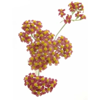 Řebříček SASSY SUMMER TAFFY