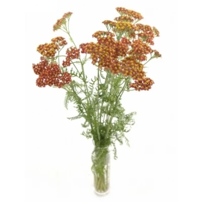 Řebříček SASSY SUMMER TAFFY