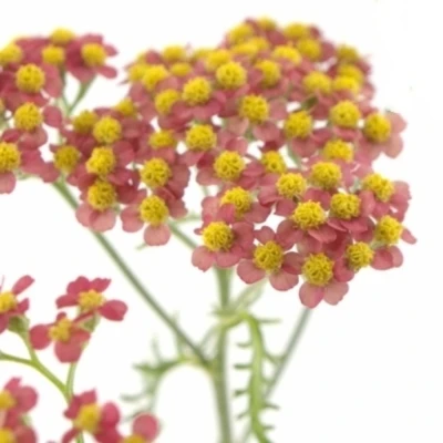 Řebříček SASSY SUMMER TAFFY 45 cm