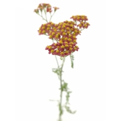 Řebříček SASSY SUMMER TAFFY