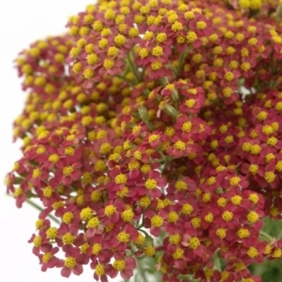 Řebříček SASSY SUMMER TAFFY