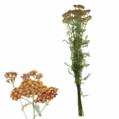 Řebříček SASSY SUMMER TAFFY