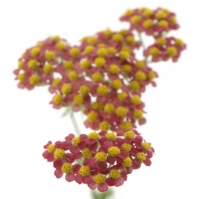 Řebříček SASSY SUMMER TAFFY