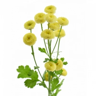 Řimbaba PARTHENIUM AMAZONE 65 cm / 850 g