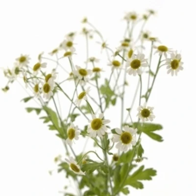 Řimbaba PARTHENIUM CAMERON 65 cm / 850 g