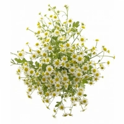 Řimbaba PARTHENIUM CAMILLA