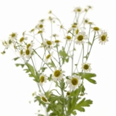 Řimbaba PARTHENIUM PURE KAMILLE 70 cm / 1050 g