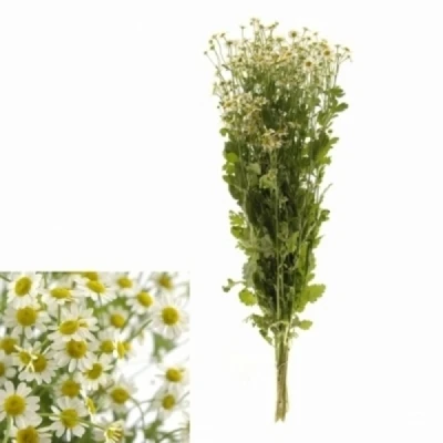 Řimbaba PARTHENIUM PURE KAMILLE