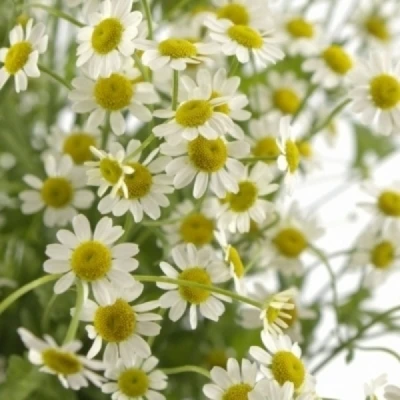 Řimbaba PARTHENIUM PURE KAMILLE