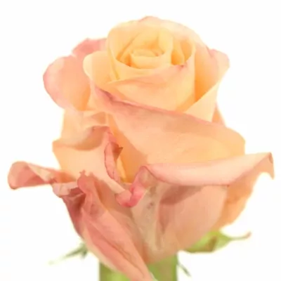 Růžová růže ADELAIDE 40cm (L)