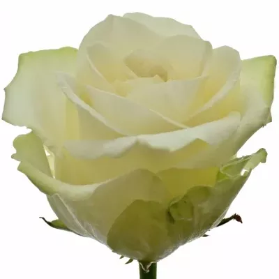 Bílá růže AVALANCHE ADORE+ 60cm L