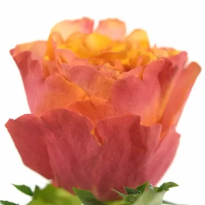 Oranžová růže ALHAMBRA 70cm (L)