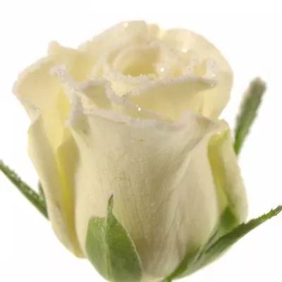 Bílá růže ALPE D´HUEZ FROST (NAMRZLÁ RŮŽE) 50cm (M)