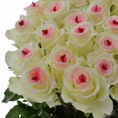 ROSA ALPE D´HUEZ SUGAR LOVE 