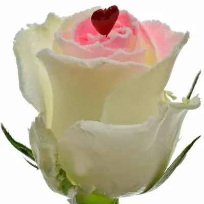 Bílá růže ALPE D´HUEZ SUGAR LOVE - VALENTINE 50cm (L)