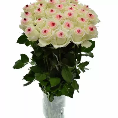 ROSA ALPE D´HUEZ SUGAR LOVE 