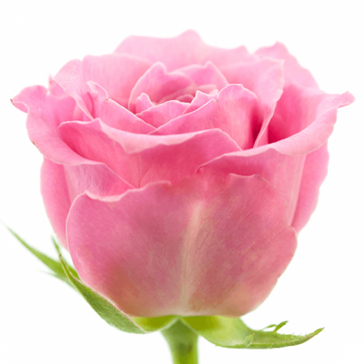 Růžová růže ALYSSA 50cm