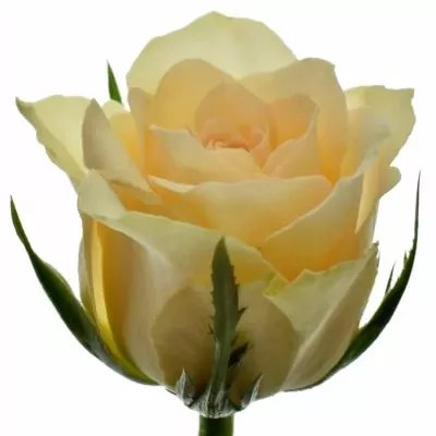 Meruňková růže ANGELA 40cm (S)