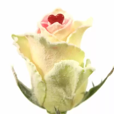 Bílá růže ATHENA SUGAR LOVE  60cm (M)