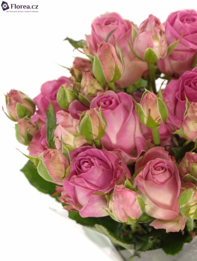 Růžová růže AVALANCHE CANDY+ 70cm/3+ (S)