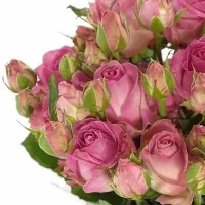 Růžová růže AVALANCHE CANDY+ 70cm/3+ (S)