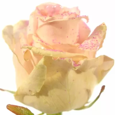 ROSA AVALANCHE+ GLITTER LOVE